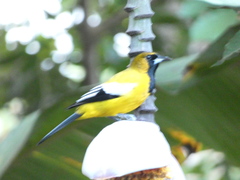 Icterus leucopteryx