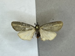 Hypoprepia inculta