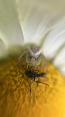 Misumenops