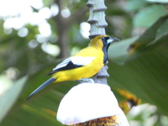 Icterus leucopteryx