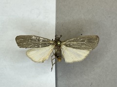 Hypoprepia inculta