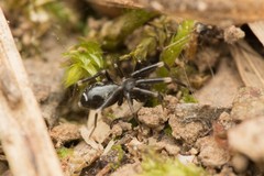 Liophrurillus flavitarsis