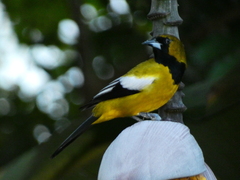 Icterus leucopteryx