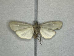 Hypoprepia inculta