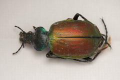 Calosoma sycophanta
