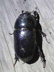Euetheola