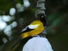 Icterus leucopteryx