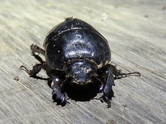 Euetheola