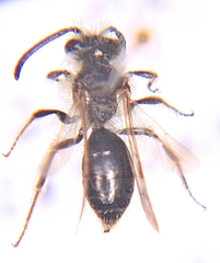 Andrena nasonii