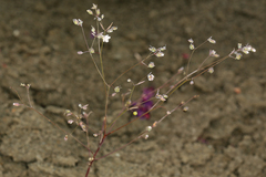 Hesperolinon disjunctum