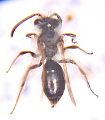 Andrena nasonii