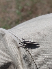 Rhinotia lineata
