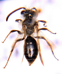 Andrena nasonii