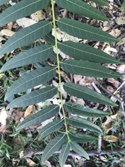 Ailanthus triphysa