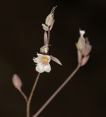 Hesperolinon disjunctum