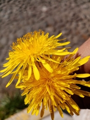 Taraxacum officinale