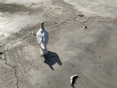 Columba livia domestica