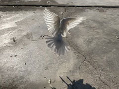 Columba livia domestica