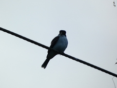 Tyrannus caudifasciatus