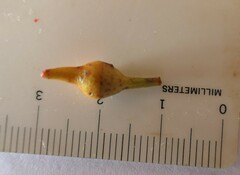 Eucalyptus longirostrata