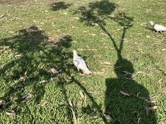 Columba livia domestica