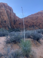 Yucca utahensis