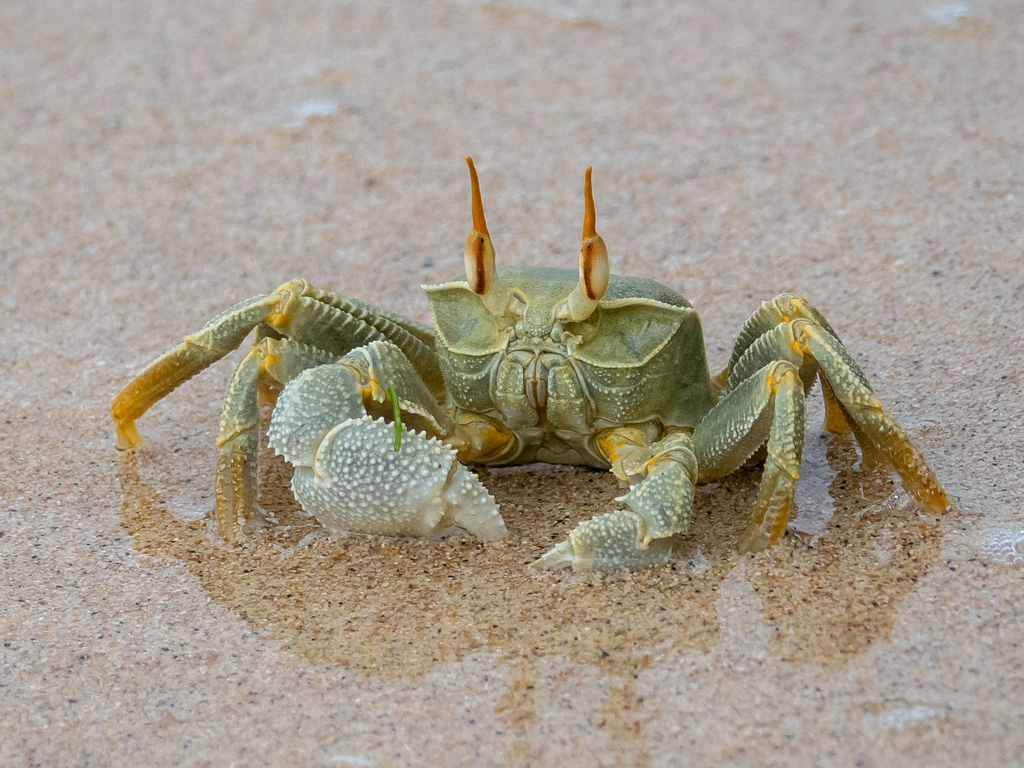 Ocypode ghost crab (no English common name)