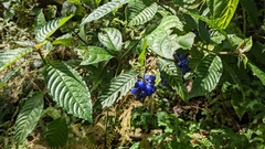 Palicourea cyanococca