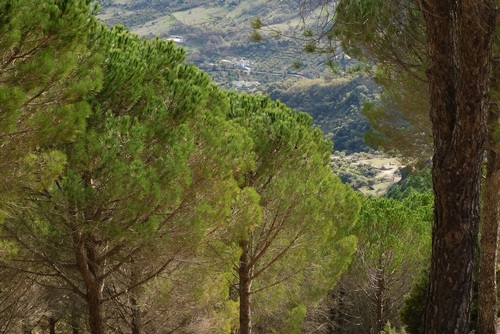 Avistamiento Pino piñonero (Doñana)