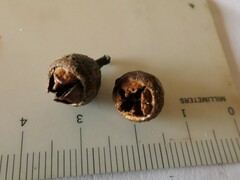 Eucalyptus longirostrata