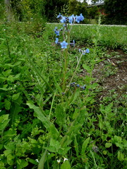Cynoglossum amabile