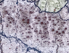 Lecanora