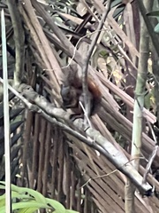 Sciurus granatensis