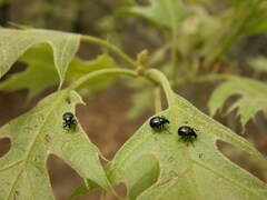 Synolabus bipustulatus