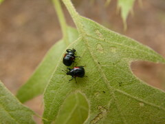 Synolabus bipustulatus