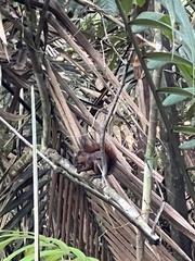 Sciurus granatensis