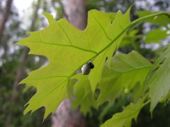 Synolabus bipustulatus