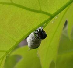 Synolabus bipustulatus