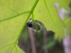Synolabus bipustulatus