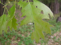 Synolabus bipustulatus
