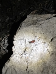 Neacoryphus bicrucis