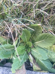 Erigeron philadelphicus