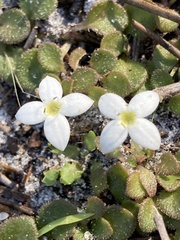 Houstonia procumbens