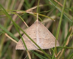 Epidesmia hypenaria