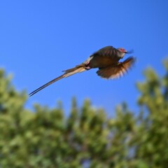 Urocolius indicus indicus