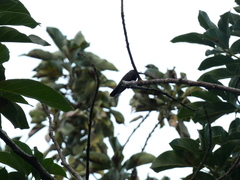 Anthracothorax mango