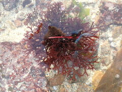 Chondrus crispus
