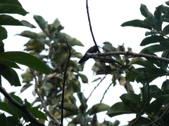 Anthracothorax mango