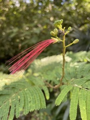 Calliandra houstoniana