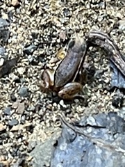 Silverstoneia flotator